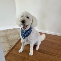 Petco ico