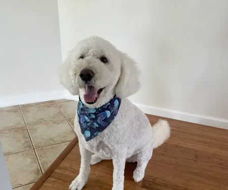 Petco