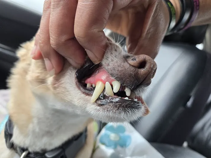 Companion Animal Hospital Picture 3