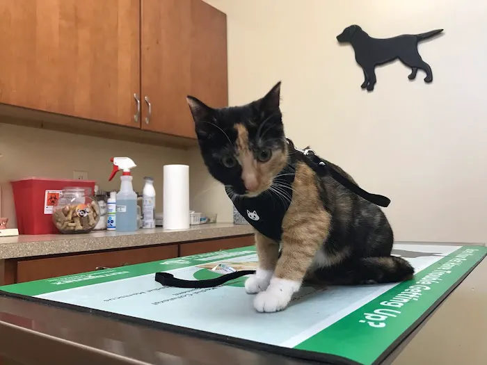 Companion Animal Hospital Picture 2