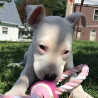 Companion Animal Hospital ico