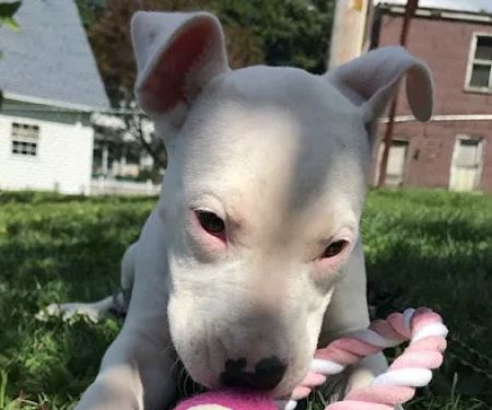Companion Animal Hospital
