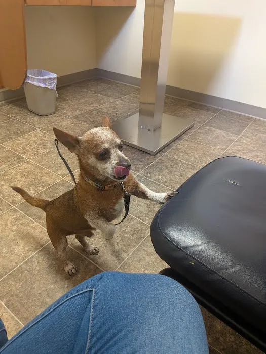 Companion Animal Hospital Picture 6