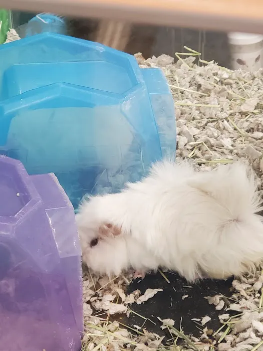 Petco Picture 2