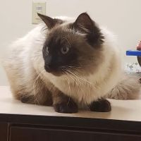 Rush Veterinary Center ico