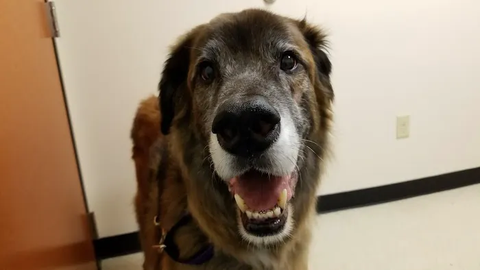 Rush Veterinary Center Picture 3