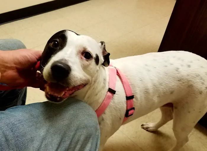 Rush Veterinary Center Picture 5
