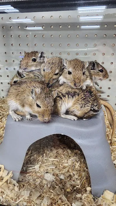 Pet World Picture 1
