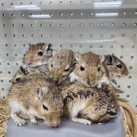 Pet World ico
