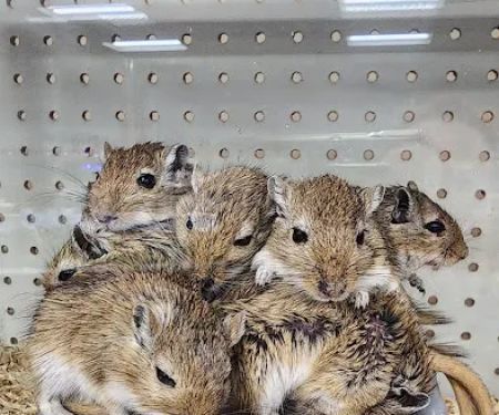 Pet World