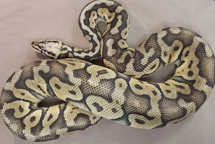 Pet World Picture 6
