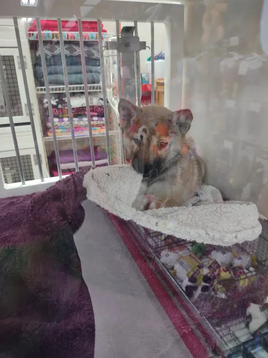 Pet World Picture 9
