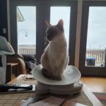 Cat Sense Feline Hospital And Boarding Inc