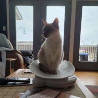 Cat Sense Feline Hospital And Boarding Inc ico