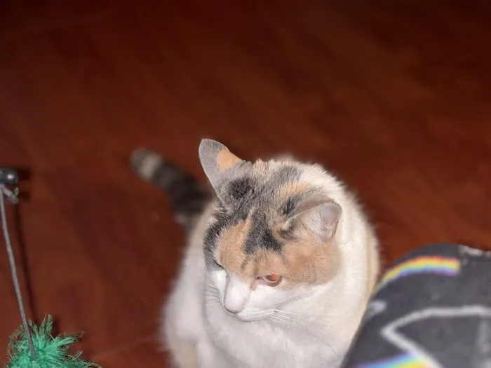 Cat Sense Feline Hospital And Boarding Inc Picture 5