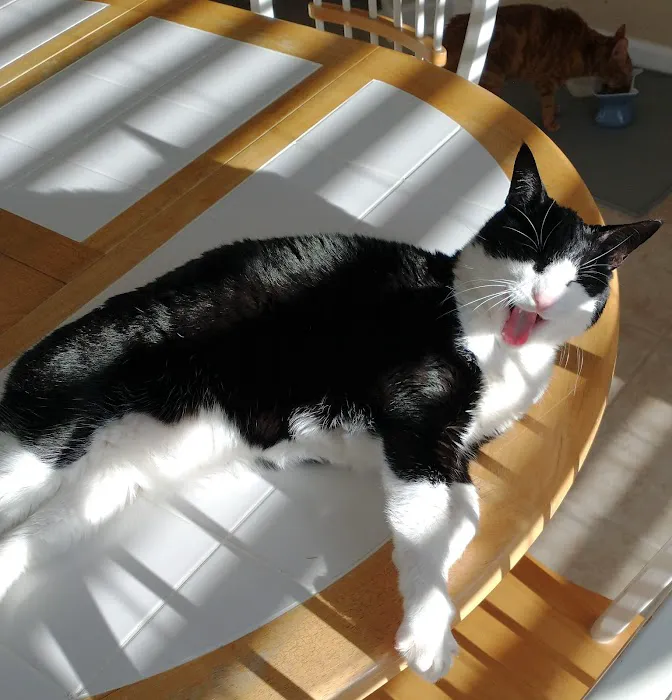 Cat Sense Feline Hospital And Boarding Inc Picture 4