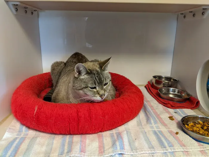 Cat Sense Feline Hospital And Boarding Inc Picture 3
