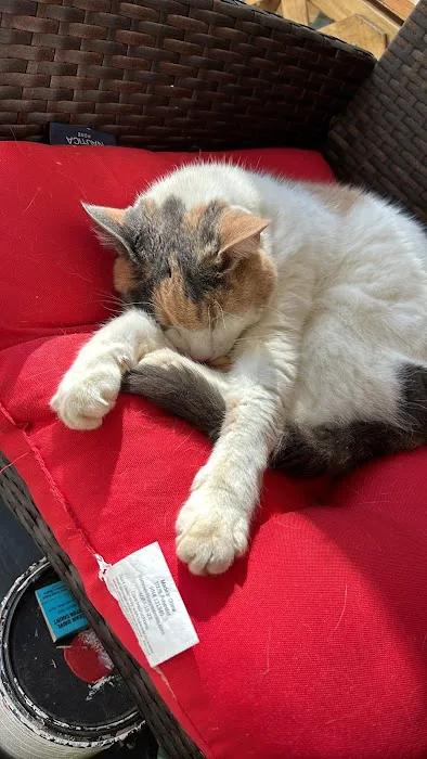 Cat Sense Feline Hospital And Boarding Inc Picture 6