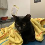 Homeward Bound Veterinary Services