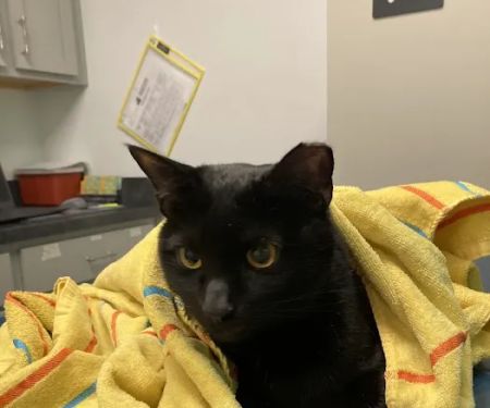 Homeward Bound Veterinary Services