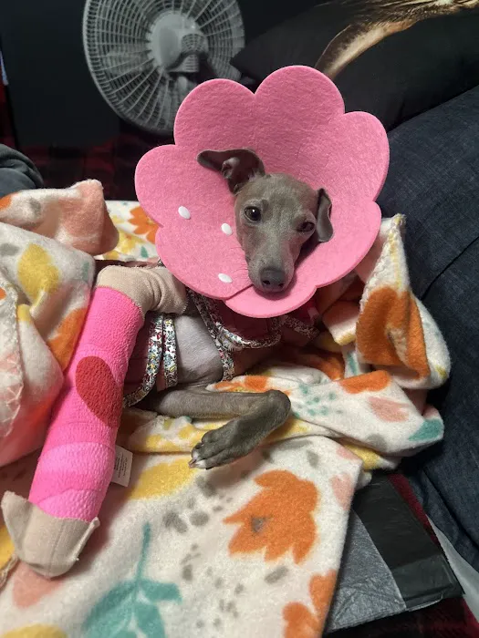 Homeward Bound Veterinary Services Picture 5