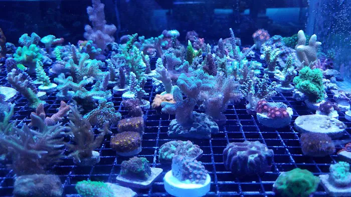 The Reef Room LLC Picture 5