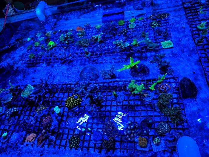 The Reef Room LLC Picture 6