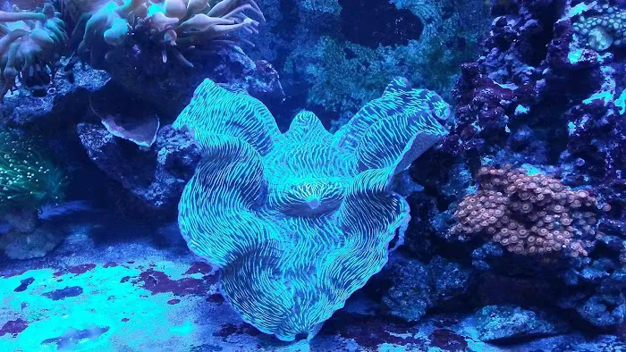 The Reef Room LLC Picture 9