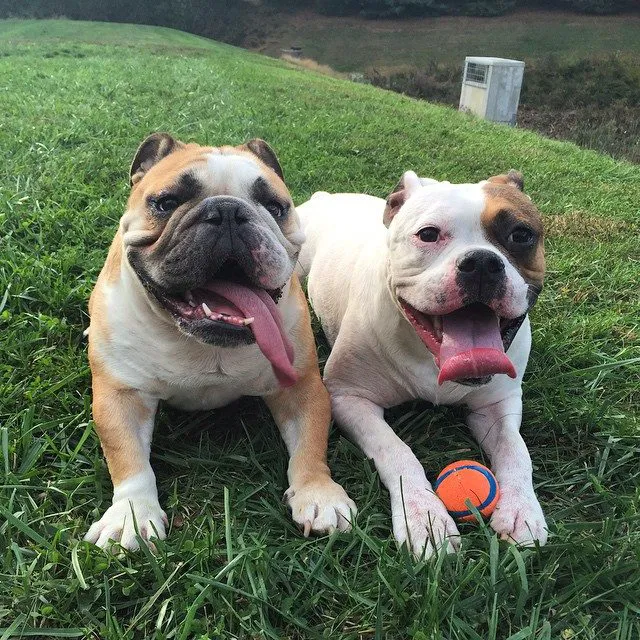 Bel Air Veterinary Hospital Picture 1
