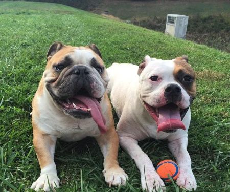 Bel Air Veterinary Hospital