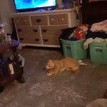 Shawsville Veterinary Hospital