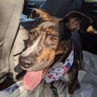 Pet Paradise ico