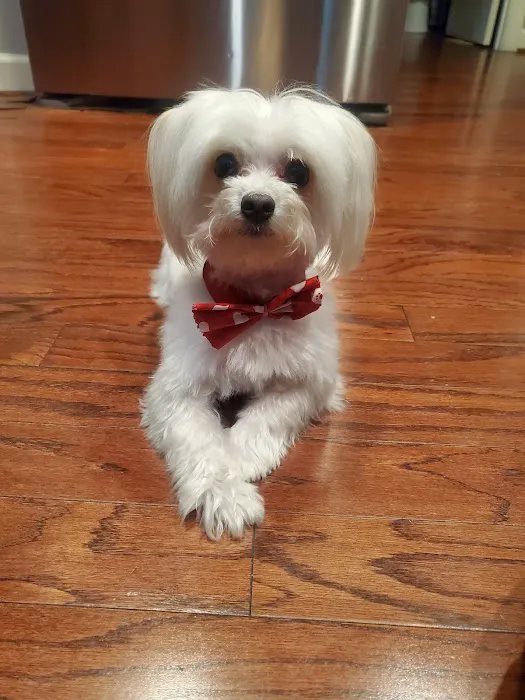 Pet Paradise Picture 5