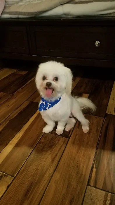 Pet Paradise Picture 6
