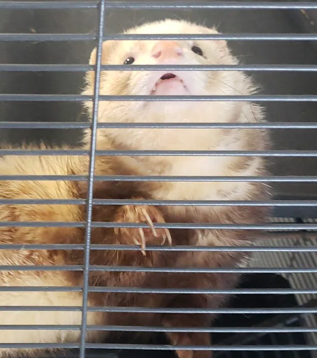 Eclipse Pets Picture 4