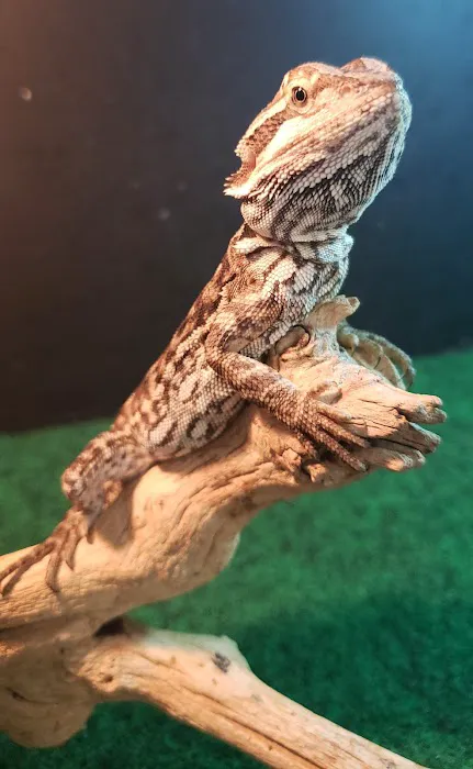 Eclipse Pets Picture 9
