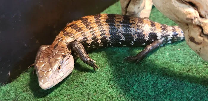 Eclipse Pets Picture 8