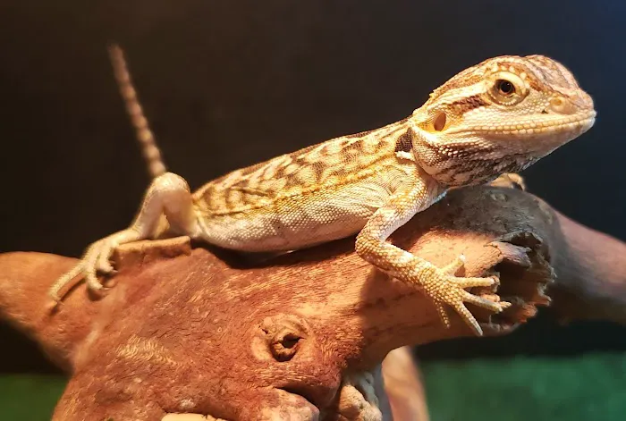 Eclipse Pets Picture 6