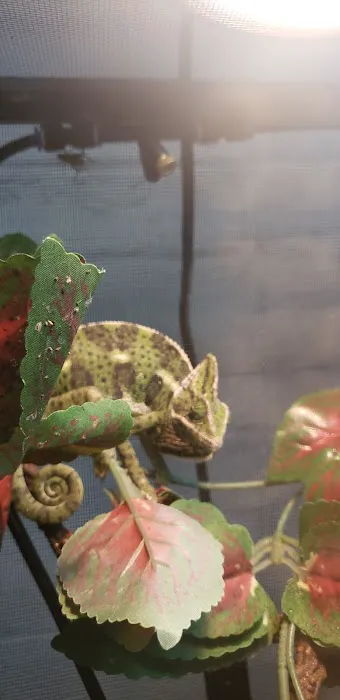Eclipse Pets Picture 10