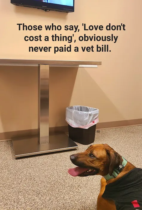 Animal Emergency Hospital Picture 10