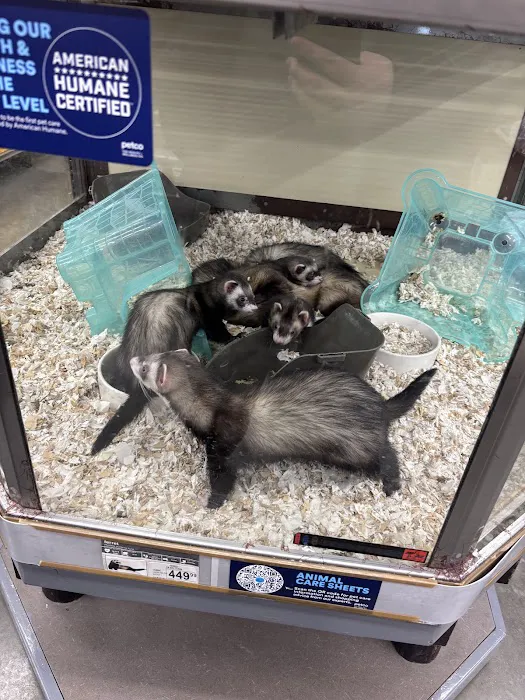 Petco Picture 9