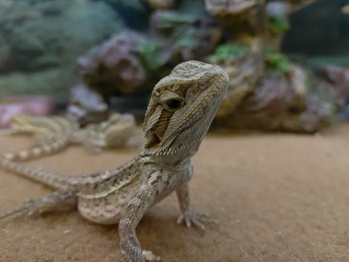 Petco Picture 10