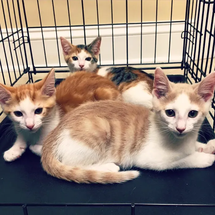 Pleasantville Animal Hospital of Fallston Picture 8