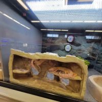 Petco ico