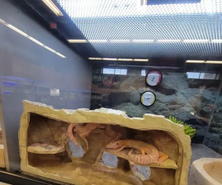 Petco