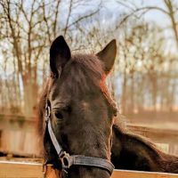 Manor Equine Hospital ico