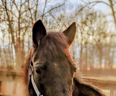 Manor Equine Hospital
