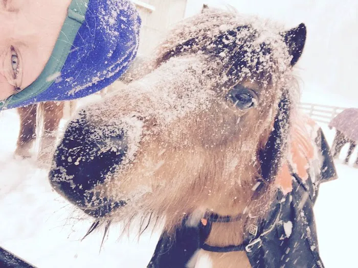 Manor Equine Hospital Picture 4