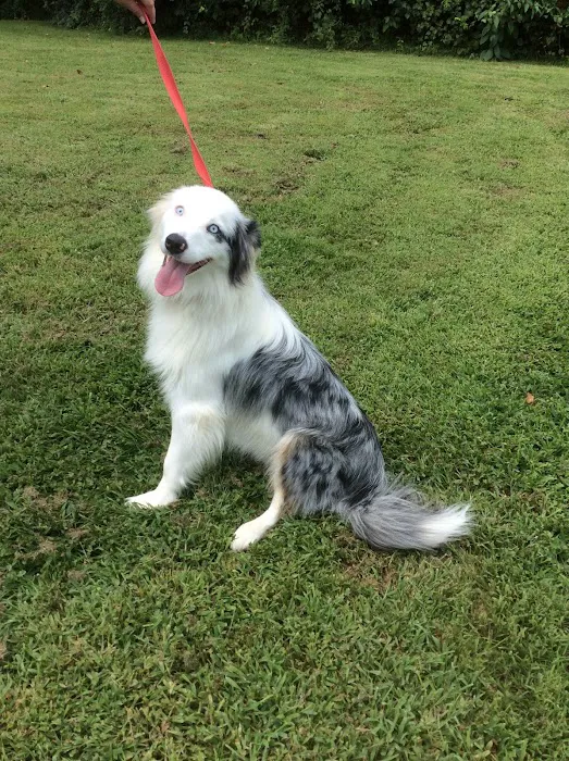 Companion Animal Care Center Picture 4
