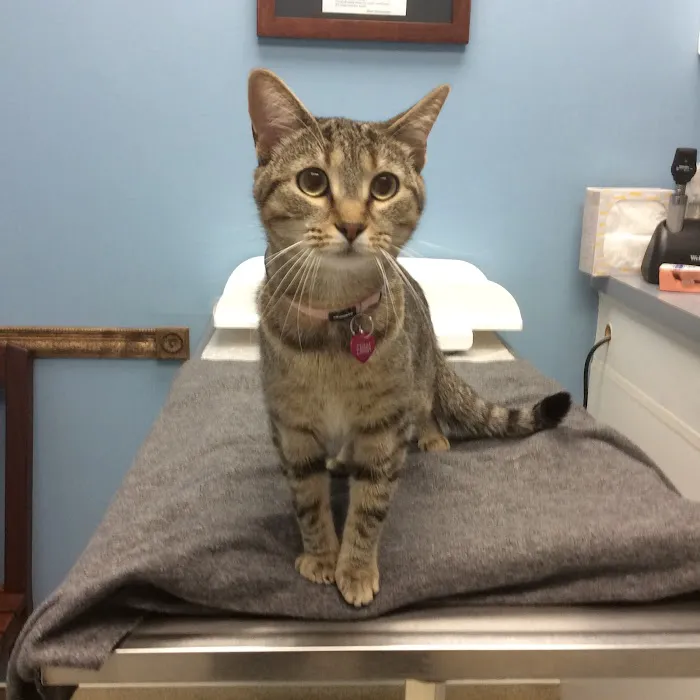 Companion Animal Care Center Picture 8